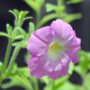 Duft-Petunie Balcony Mix (Samen)