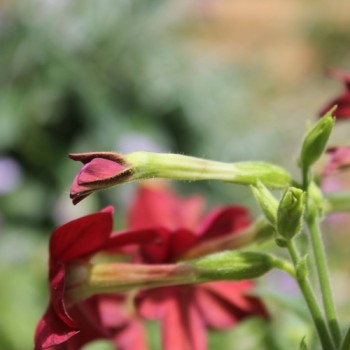 Dufttabak Crimson Bedder (Samen)
