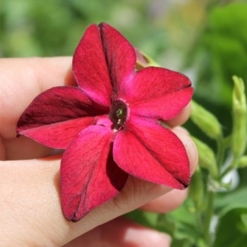 Dufttabak Crimson Bedder (Samen)