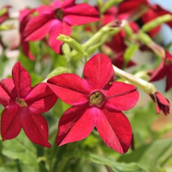 Dufttabak Crimson Bedder (Samen)