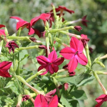 Dufttabak Crimson Bedder (Samen)