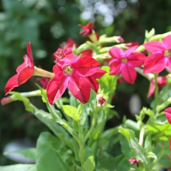 Dufttabak Crimson Bedder (Samen)