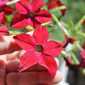 Dufttabak Crimson Bedder (Samen)