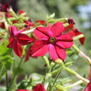 Dufttabak Crimson Bedder (Samen)