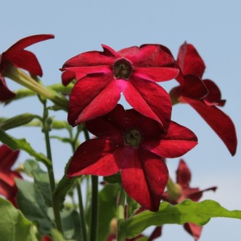 Dufttabak Crimson Bedder (Samen)