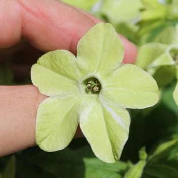 Dufttabak Lime Green (Samen)