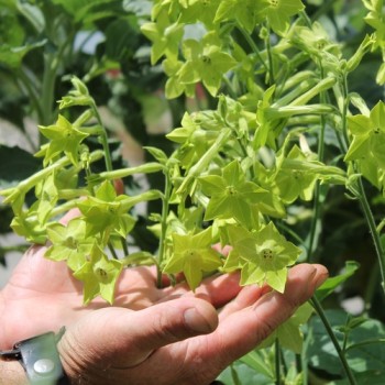 Dufttabak Lime Green (Samen)