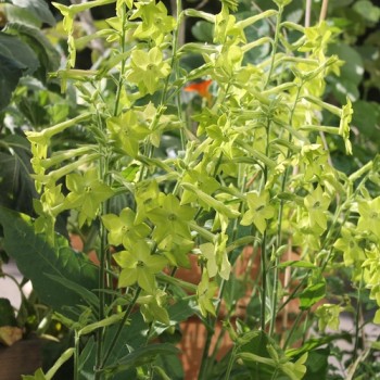 Dufttabak Lime Green (Samen)