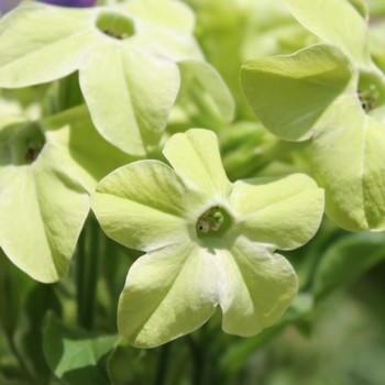 Dufttabak Lime Green (Samen)
