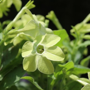 Dufttabak Lime Green (Samen)