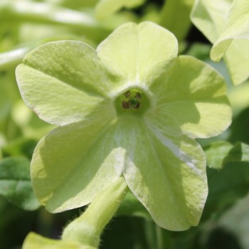 Dufttabak Lime Green (Samen)