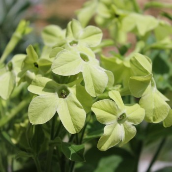 Dufttabak Lime Green (Samen)