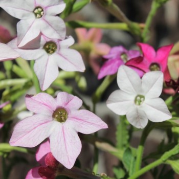 Dufttabak Sensation Mix (hoch)  (Samen)