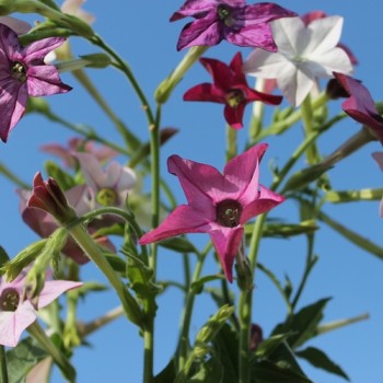Dufttabak Sensation Mix (hoch)  (Samen)