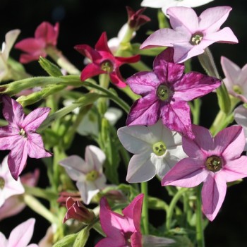 Dufttabak Sensation Mix (hoch)  (Samen)