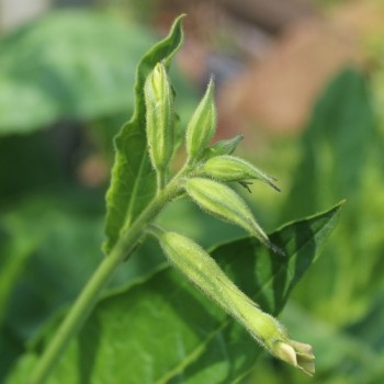 Dufttabak Sensation Mix (hoch)  (Samen)