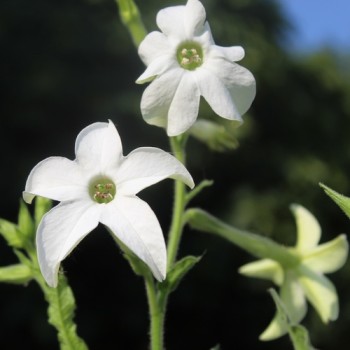 Dufttabak weiß (Samen)