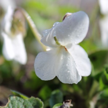 Duftveilchen Alba (Samen)