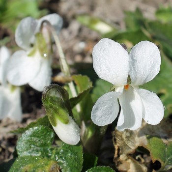 Duftveilchen Alba (Samen)