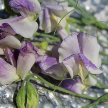 Neu! Duftwicke Blue Ripple (Samen)
