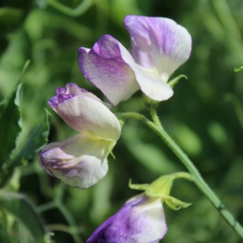 Neu! Duftwicke Blue Ripple (Samen)