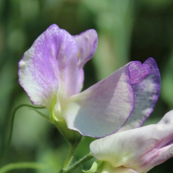 Neu! Duftwicke Blue Ripple (Samen)