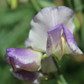 Neu! Duftwicke Blue Ripple (Samen)