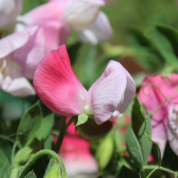 Zwerg-Duftwicke Cupid Pink (Samen)