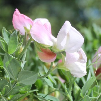 Zwerg-Duftwicke Cupid Pink (Samen)