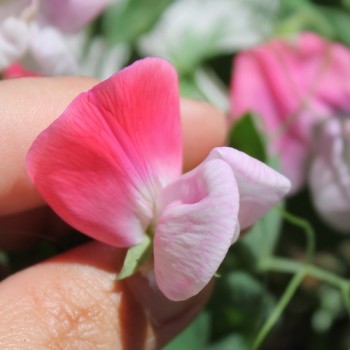Zwerg-Duftwicke Cupid Pink (Samen)