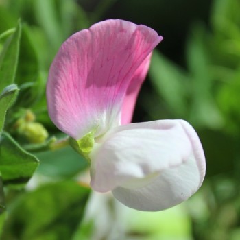 Zwerg-Duftwicke Cupid Pink (Samen)