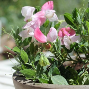 Zwerg-Duftwicke Cupid Pink (Samen)