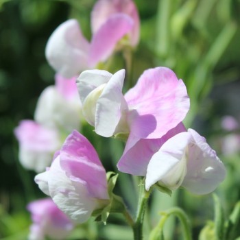 Neu! Duftwicke Dolly Varden (Samen)