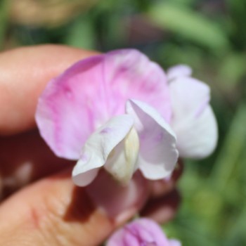 Neu! Duftwicke Dolly Varden (Samen)