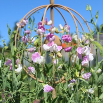 Neu! Duftwicke Dolly Varden (Samen)