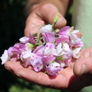 Neu! Duftwicke Dolly Varden (Samen)