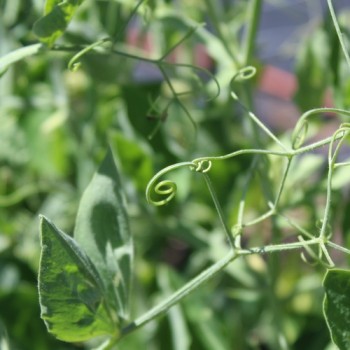 Neu! Duftwicke Dolly Varden (Samen)