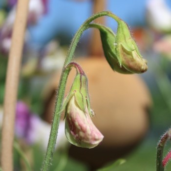 Neu! Duftwicke Dolly Varden (Samen)