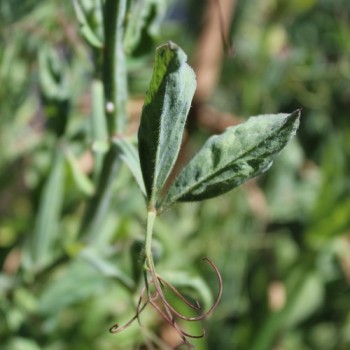 Neu! Duftwicke Edward of York (Samen)