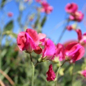 Neu! Duftwicke Edward of York (Samen)