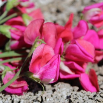 Neu! Duftwicke Edward of York (Samen)