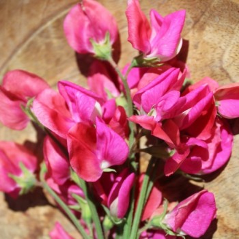 Neu! Duftwicke Edward of York (Samen)