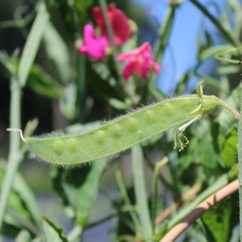 Neu! Duftwicke Edward of York (Samen)