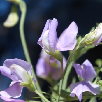 Duftwicke Flora Norton (Samen)