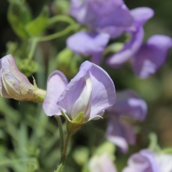 Duftwicke Flora Norton (Samen)