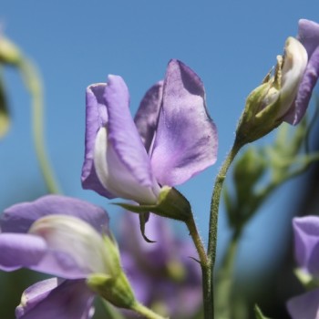 Duftwicke Flora Norton (Samen)