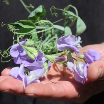 Duftwicke Flora Norton (Samen)