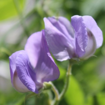 Duftwicke Flora Norton (Samen)