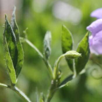 Duftwicke Flora Norton (Samen)