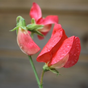 Duftwicke Prince of Orange (Samen)